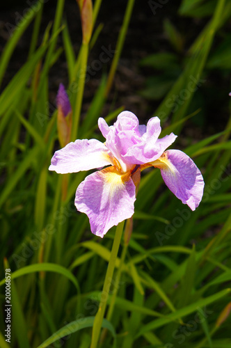 Fototapeta Naklejka Na Ścianę i Meble -  Iris flag flowers purple flower 