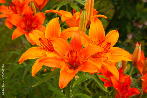 Red lily flower or lilium rotala 