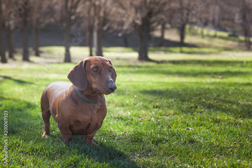 Dog dachshund of brown color in a dark collar in a park on green grass against a background of trees