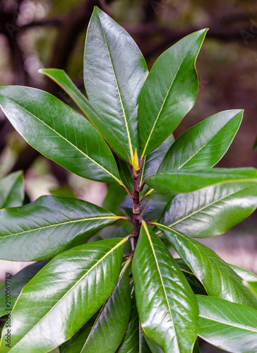 Green magnolia leaves photo