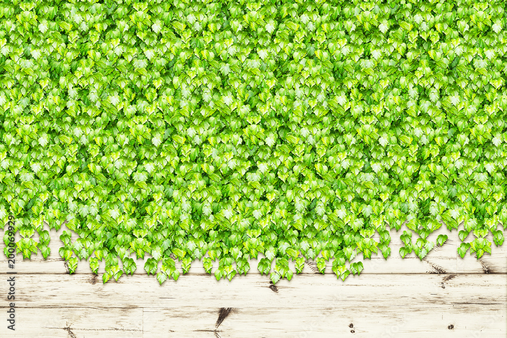 grass grass