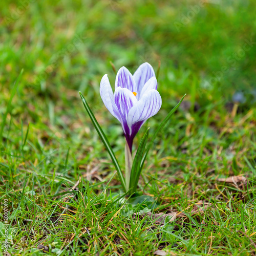 Violet crocuses in the park