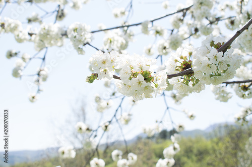 Cherry Blossoms © Konstantinos