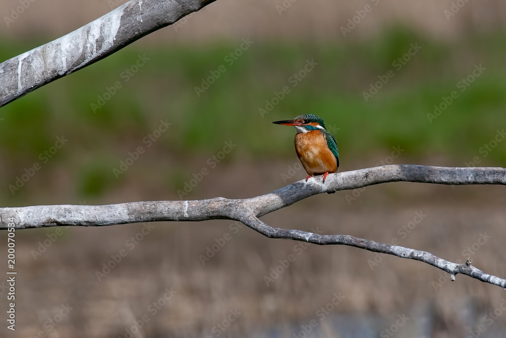 Female colored Eurasian kingfisher sitting on branch. Female colored Eurasian kingfisher sitting on branch.