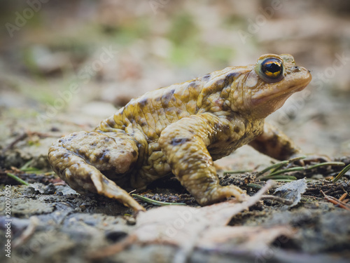 European common brown frog (Rana Temporaria) sitting still on the mud