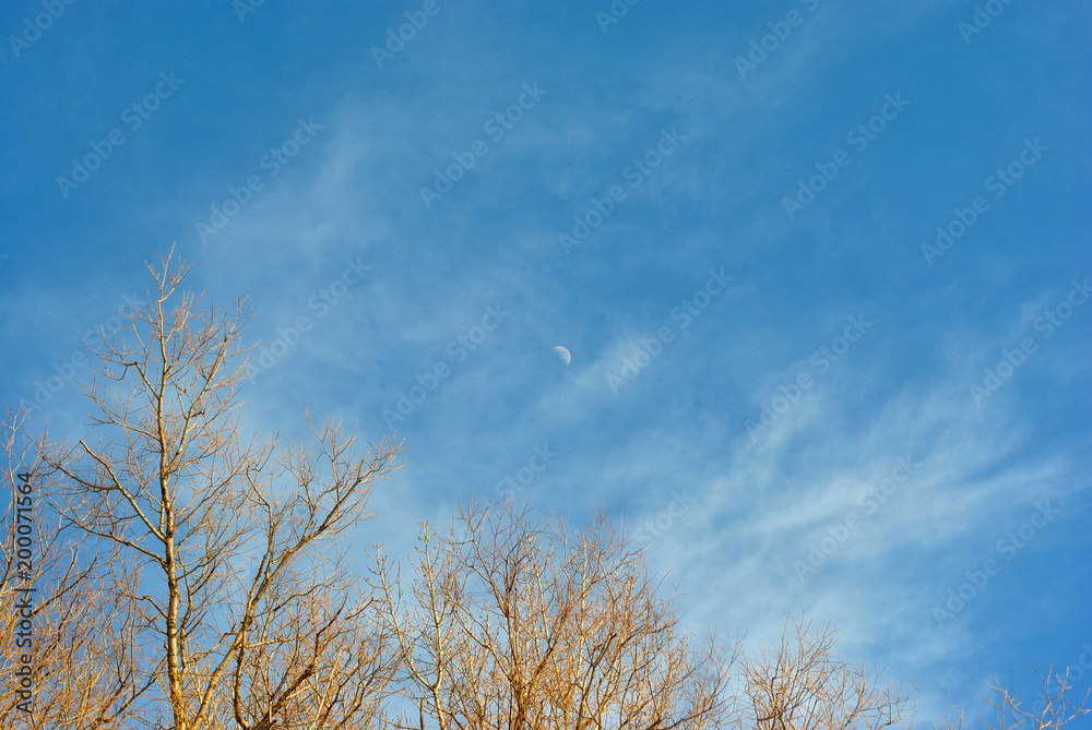Willow trees branches without leaves on the cloudy sky background with small thin moon Willow trees branches without leaves on the cloudy sky background with small thin moon