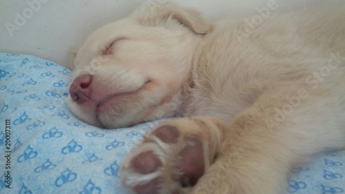 cucciolo che dorme © brunobello