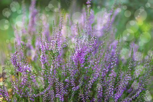 Blooming heather in National Park Maasduinen in the Netherlands
