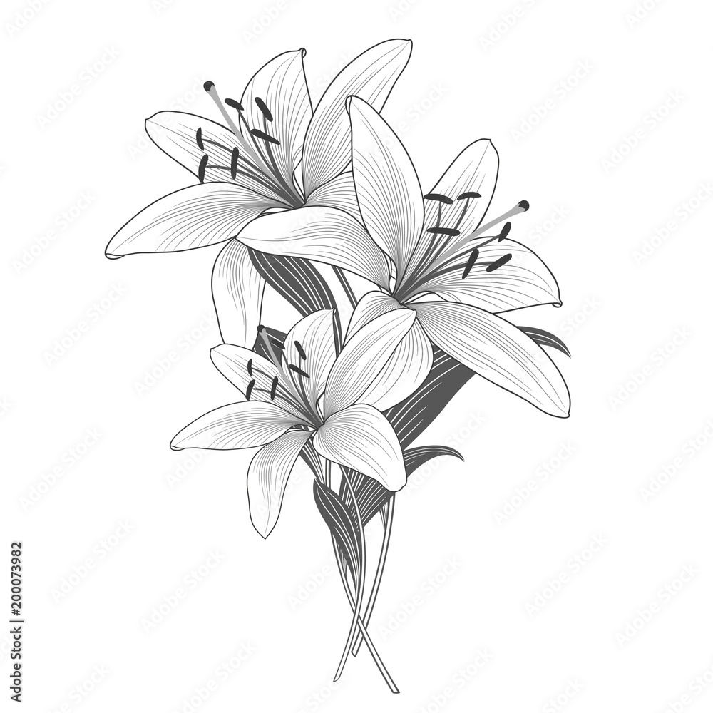 Monochrome background with hand-drawn lily flowers. Monochrome background with hand-drawn lily flowers.