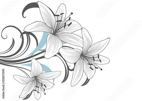 Fototapeta Naklejka Na Ścianę i Meble -  Monochrome  background with hand-drawn lily flowers.