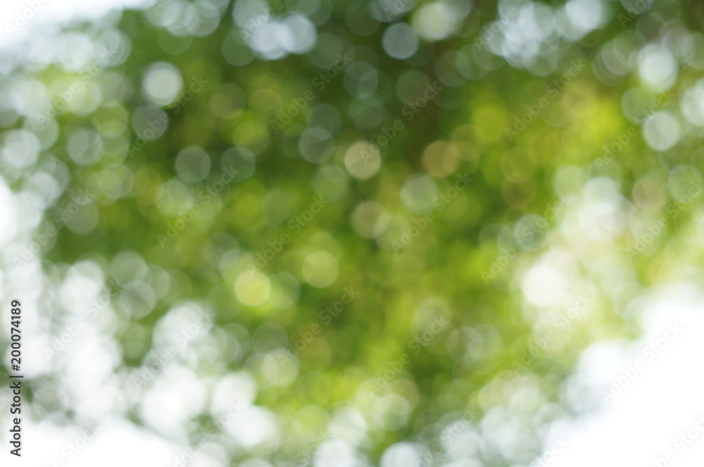 The blurry image of tree with green and white circular bokeh made from photographing under the tree behind sun shine at morning. That made feeling fresh warm and make new inspiration for hard working. The blurry image of tree with green and white circular bokeh made from photographing under the tree behind sun shine at morning. That made feeling fresh warm and make new inspiration for hard working.