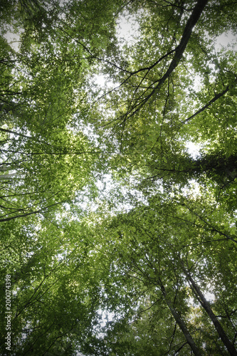 trees