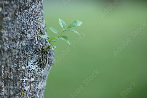 tree