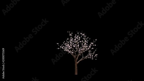 Sakura Tree. Alpha channel Included.