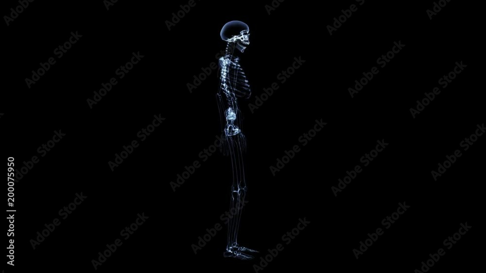 Xray Skeleton Body 4K. Alpha Channel Included. Xray Skeleton Body 4K. Alpha Channel Included.