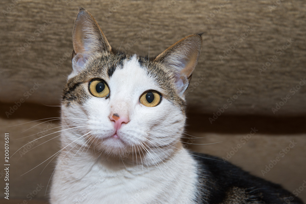 Naklejka premium Portrait of beautiful cat 