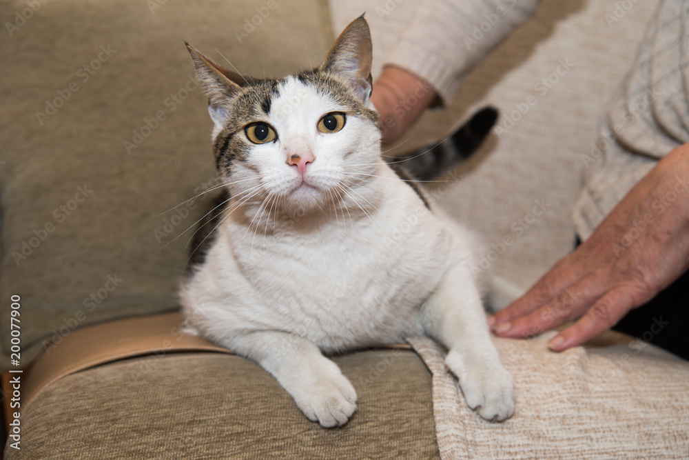 Naklejka premium Portrait of beautiful cat 