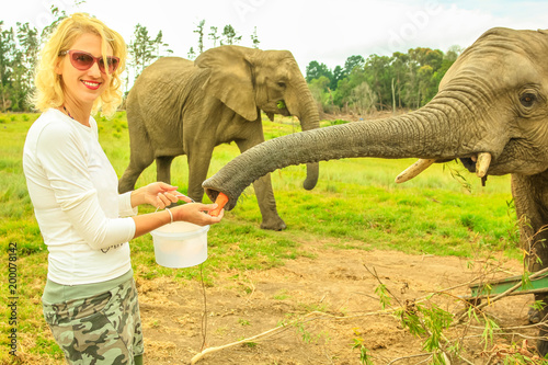 Caucasian blonde happy woman feeds an African elephant in Plettenberg Bay, Western Cape on Garden Route, South Africa. Female tourist touching and interacting with elephant. Big Five encountering.