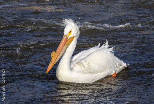 American white pelican (Pelecanus erythrorhynchos) in breeding plumage on water during a windy day, Saylorville, Iowa, USA