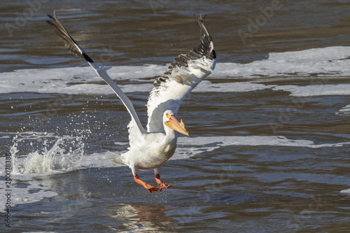 American white pelican (Pelecanus erythrorhynchos) in breeding plumage taking off, Saylorville, Iowa, USA photo