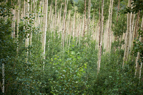 Undergrowth in a grove of young aspen trees