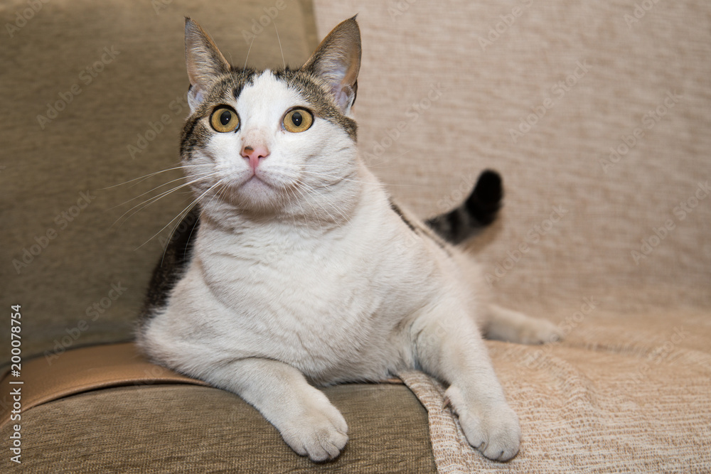 Naklejka premium Portrait of beautiful cat 