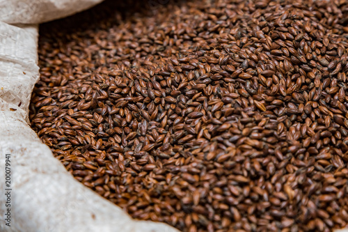 Close-up Dried Dark Black Barley Malt in a sack for brewing beer