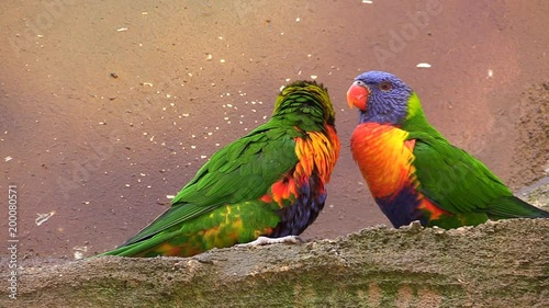 Colorful parrots, lorikeets with rainbow color (Trichoglossus moluccanus) together