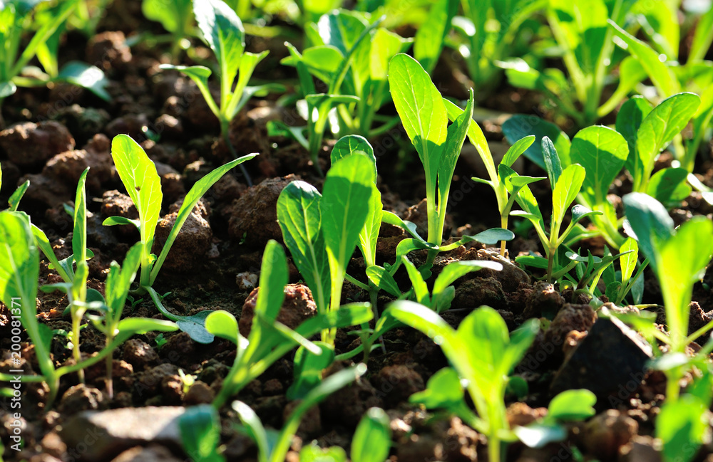 Choy sum sprouts growing at vegetable garden Choy sum sprouts growing at vegetable garden