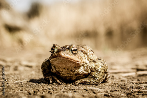 Frog close animal portrait in natural environment near bog