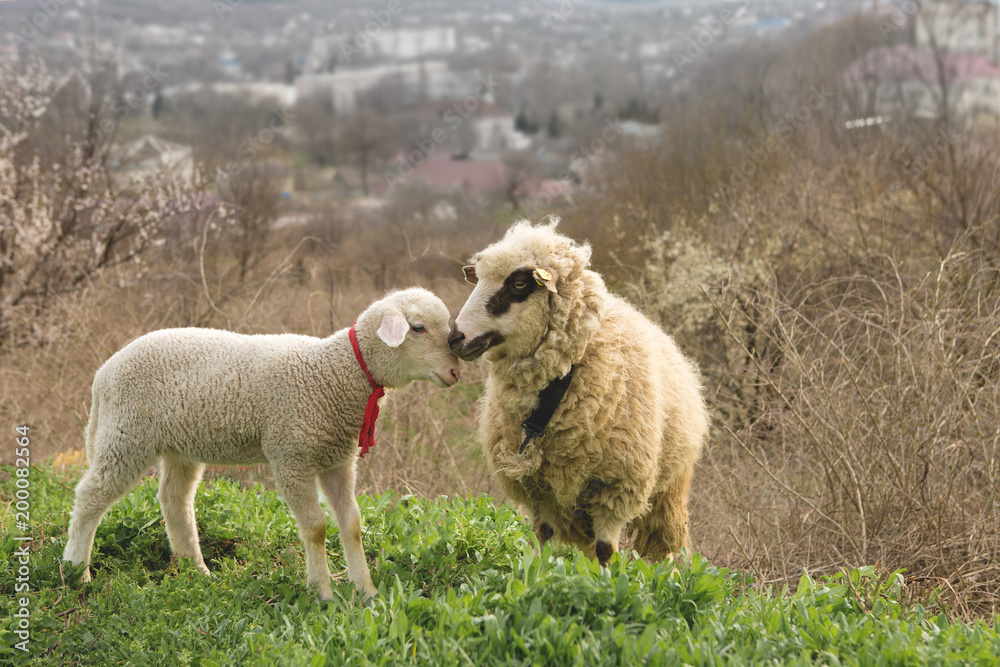 Obraz premium Sheep and goats graze on green grass in spring 