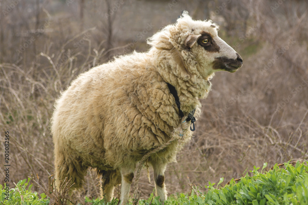 Fototapeta premium Sheep and goats graze on green grass in spring 