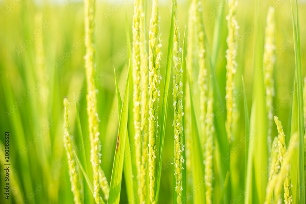 Naklejka premium Green Rice Paddy Fields