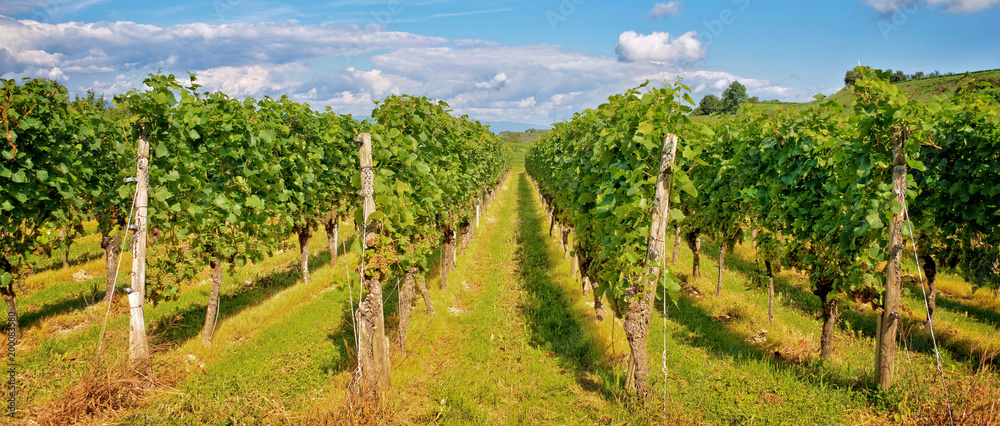 Naklejka premium Panorama of vine stocks in a vineyard