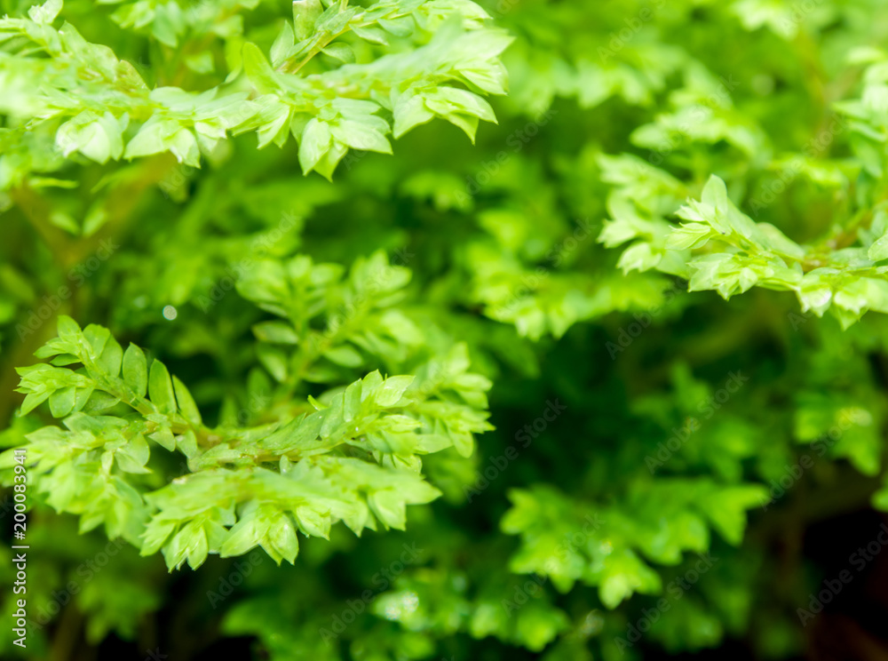 Freshness green leaf of Selaginella involvens fern Freshness green leaf of Selaginella involvens fern