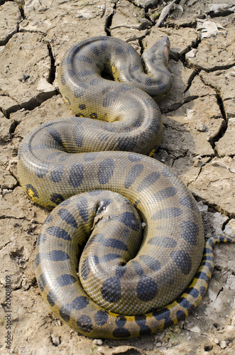 Obraz na płótnie Green Anaconda (Eunectes murinus) w salonie