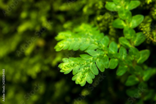 Freshness green leaf of Selaginella involvens fern
