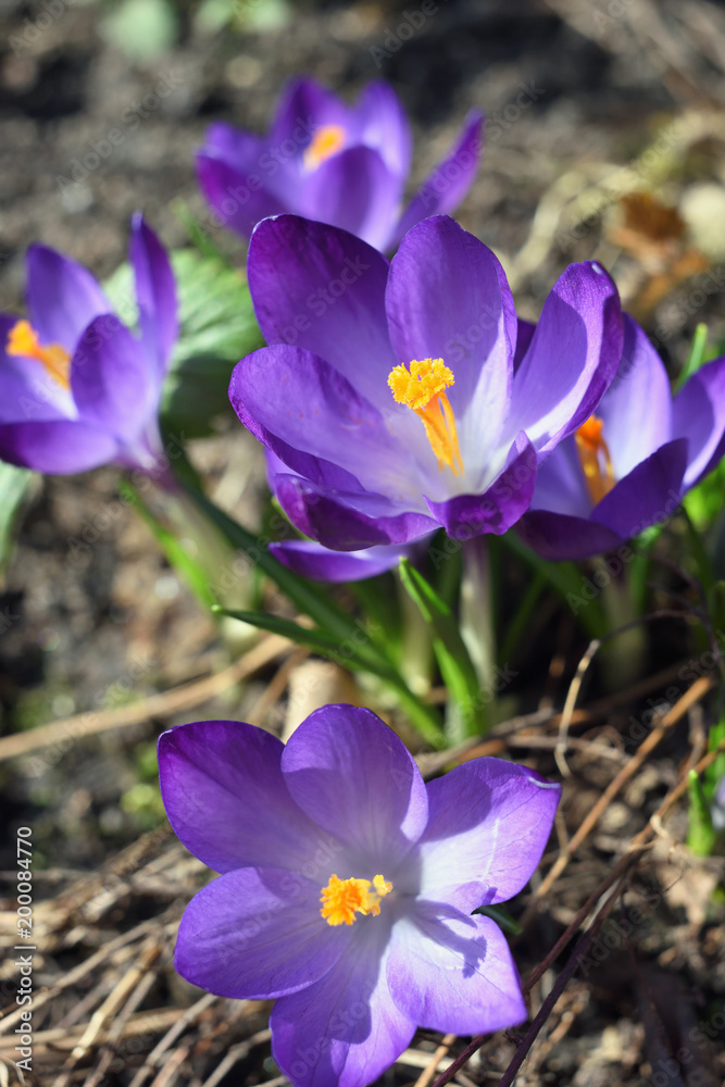 Crocus Flowers in Springtime Crocus Flowers in Springtime