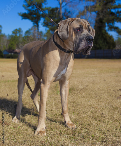 Great Dane purebred male with a brown coat