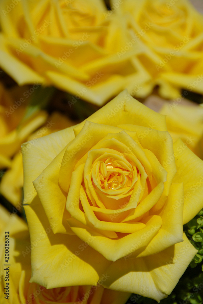 Yellow Classic Roses In English Rose Garden 英国式庭園のクラシックローズ イエロー クローズアップ Stock Photo Adobe Stock Yellow Classic Roses In English Rose Garden 英国式庭園のクラシックローズ イエロー クローズアップ Stock Photo Adobe Stock