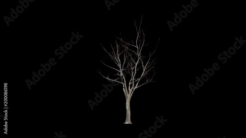 Dead Maple Tree. Alpha Channel Included
