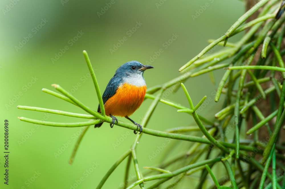Orange-bellied Flowerpecker in winter. Orange-bellied Flowerpecker in winter.