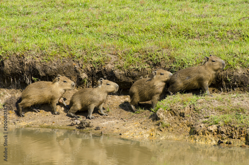 Group of Capybara (Hydrochoerus hydrochaeris) Group of Capybara (Hydrochoerus hydrochaeris)