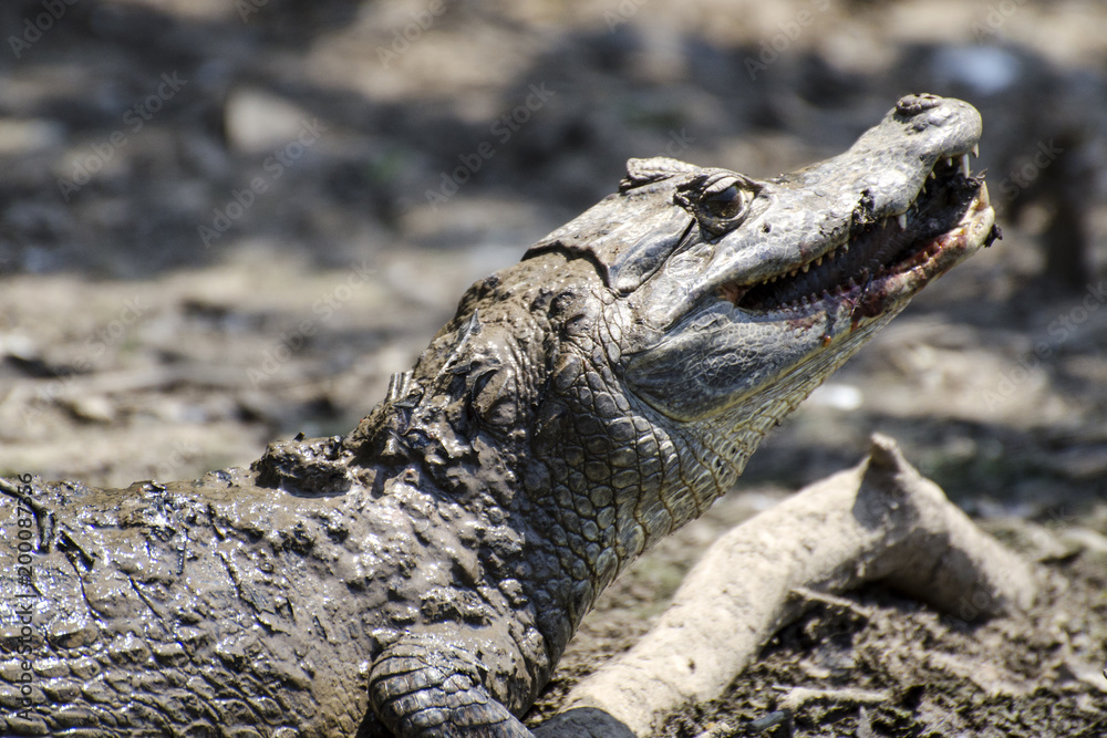 Obraz premium Spectacled caiman eating fish