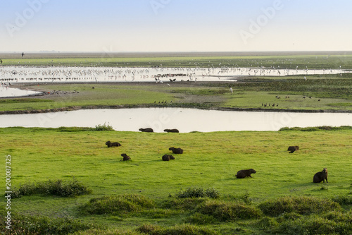 Group of Capybara (Hydrochoerus hydrochaeris) and water birds
