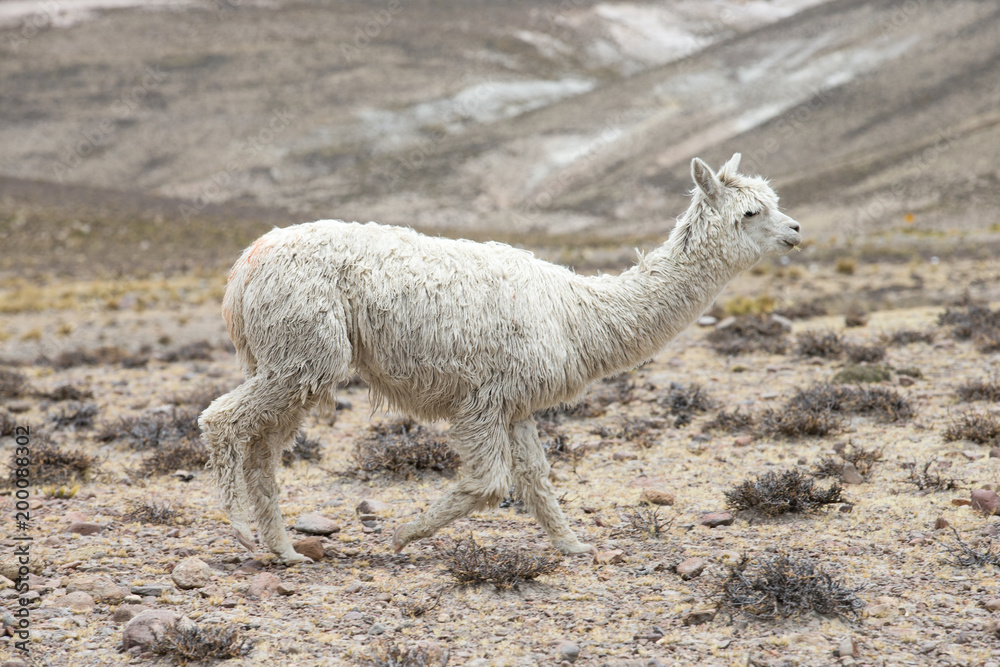 Fototapeta premium lamas in Andes,Mountains, Peru