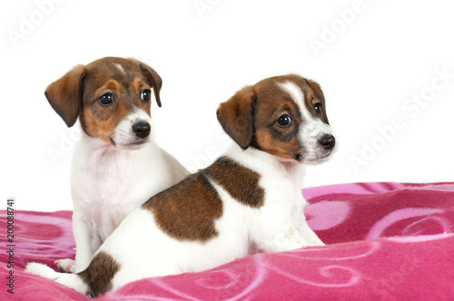 Zwei Jack Russel Terrier Welpen auf rosa Decke
