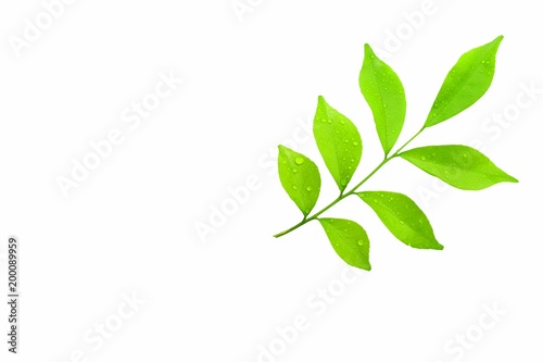 Green leaves, white background