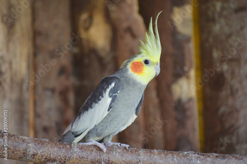 Cockatiel in our aviary with wooden background