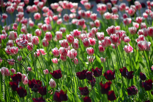 PINK FLOWERS © Icey